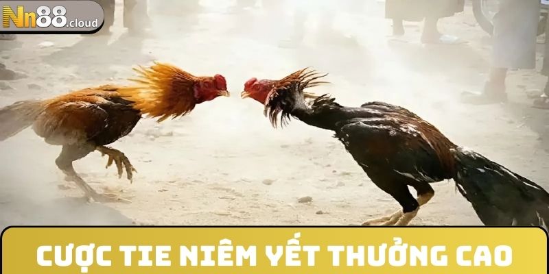 Cược Tie niêm yết thưởng cao