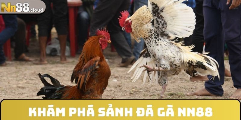 Khám phá sảnh đá gà NN88