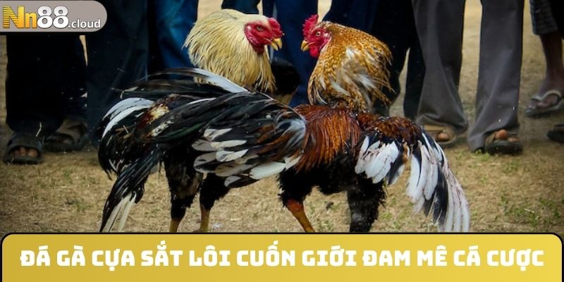 Đá gà cựa sắt lôi cuốn giới đam mê cá cược