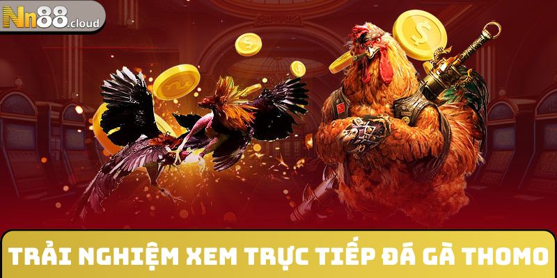 Trải nghiệm xem đá gà trực tiếp Thomo đỉnh cao